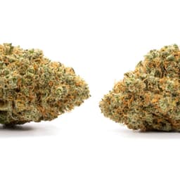 Strawberry Cookies cannabis strain