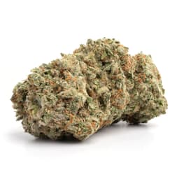 Sun Cake cannabis strain
