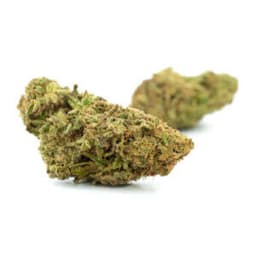 Super Silver Pearl cannabis strain