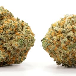 Supreme Diesel cannabis strain