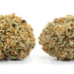 Sweet Bubba Kush cannabis strain