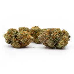 Sweet Tea cannabis strain