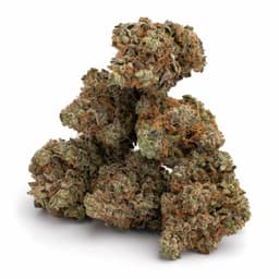 Sweet Williams cannabis strain