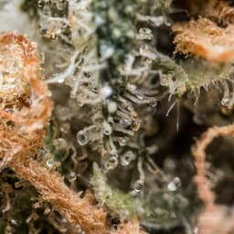 Swiss OG cannabis strain