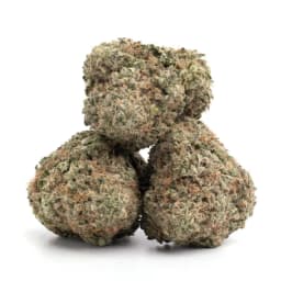 Thai Voodoo Glue cannabis strain