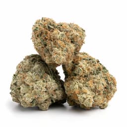 The Hog cannabis strain