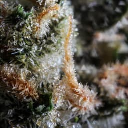 Topanga Cake cannabis strain