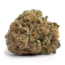 Triangle Kush Bx2 cannabis strain