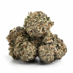 Triangle Kush cannabis strain
