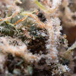 Triangle OG cannabis strain