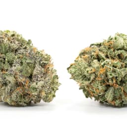 Tropical Queen cannabis strain