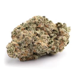Tropicali cannabis strain