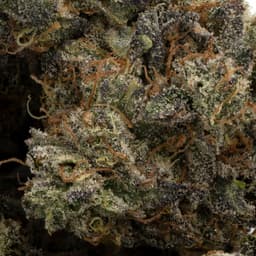 True OG cannabis strain
