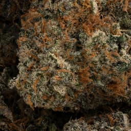 Turbo Diesel cannabis strain