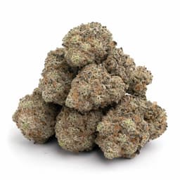 U2 Kush cannabis strain