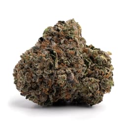 Ultraviolet OG cannabis strain