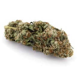 Vader OG 550 cannabis strain