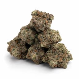 Vanilla Cream cannabis strain