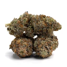 Vanilla Frosting cannabis strain