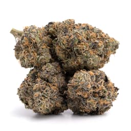 Vegas Blvd cannabis strain