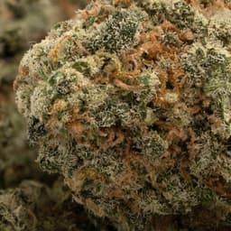Verde Electric cannabis strain
