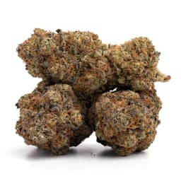 Watermelon Gelato 42 cannabis strain