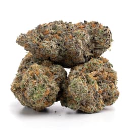 Watermelon Mimosa cannabis strain