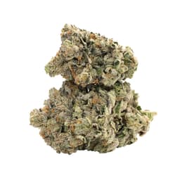 Watermelon Sangria cannabis strain
