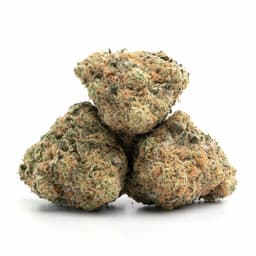 Watermelon Z cannabis strain