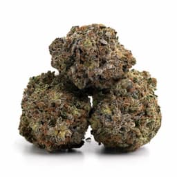 Watermelon Zum Zum cannabis strain