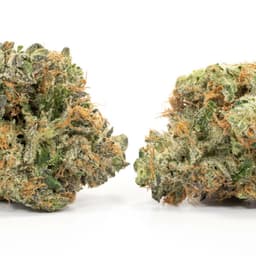 Westside OG cannabis strain