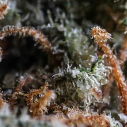 White Cherry cannabis strain