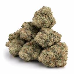 White Chocolate cannabis strain