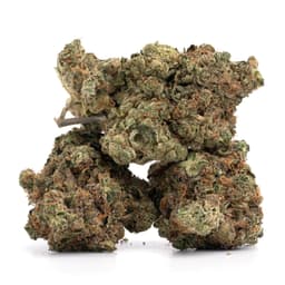 White Fire OG cannabis strain