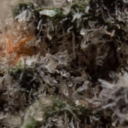 White Haze cannabis strain