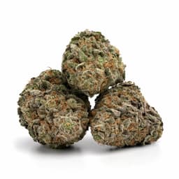 White Kush cannabis strain