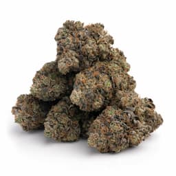 White Shark cannabis strain