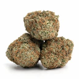 White Zombie cannabis strain