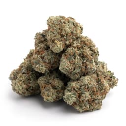 Wild Kush cannabis strain