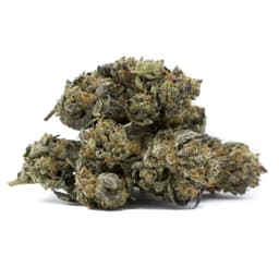 Yogi Kush cannabis strain
