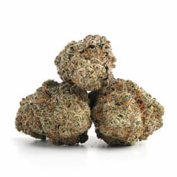Zeus OG cannabis strain