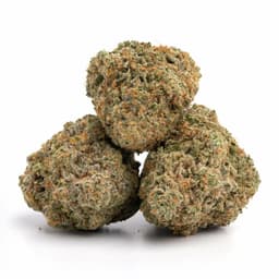 Zombie Kush cannabis strain