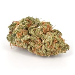 Zombie OG cannabis strain