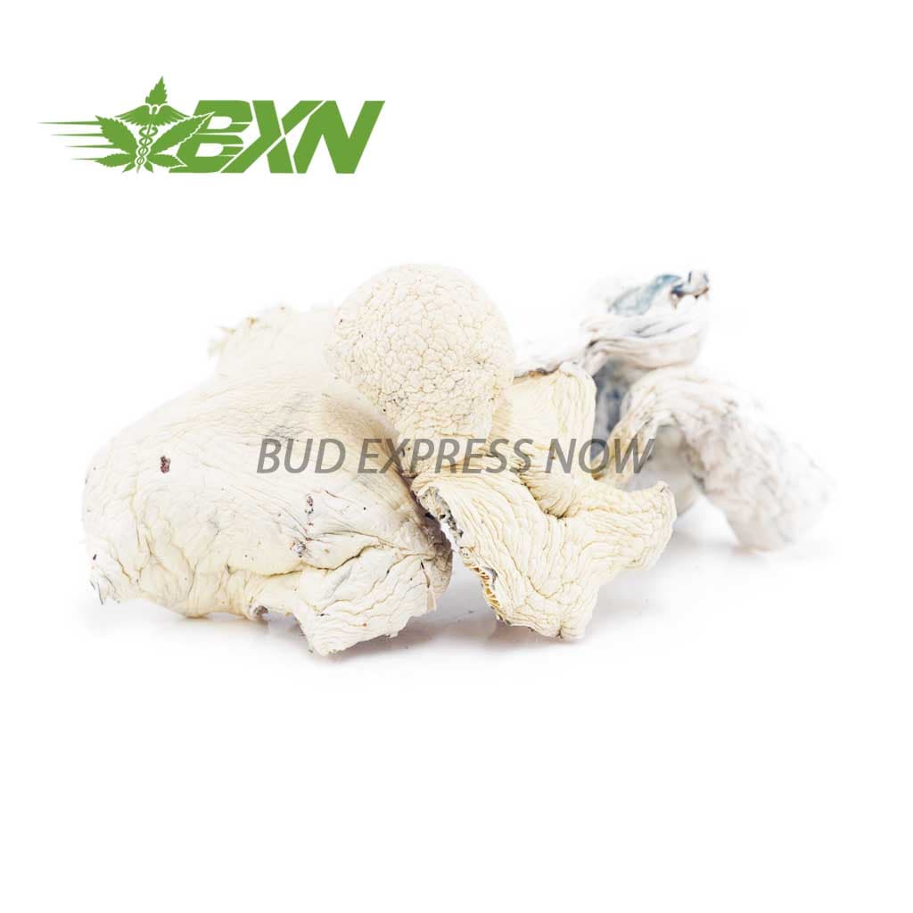 Shrooms – Albino Extra Terrestrial