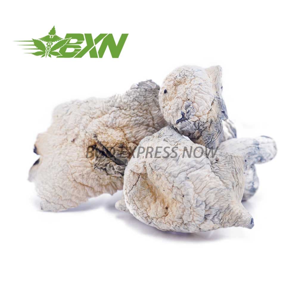 Shrooms – Albino Makilla