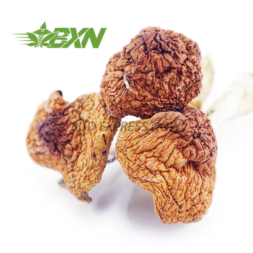 Shrooms – Daddy Long Legs