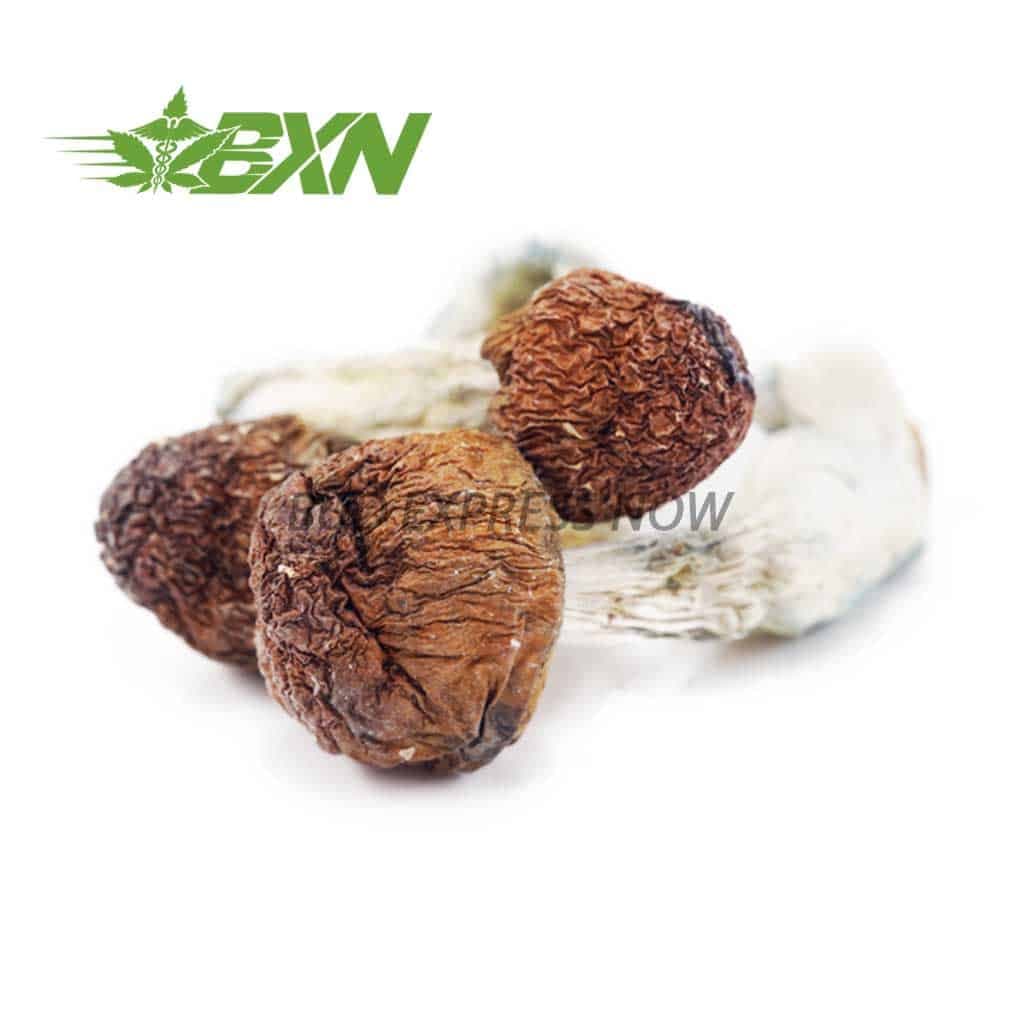 Shrooms – Penis Envy #6
