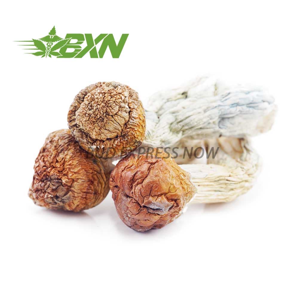 Mushrooms – Texas Yellow Cap