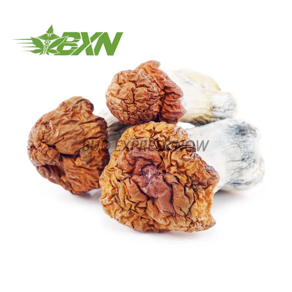 Shrooms – Tidal Wave