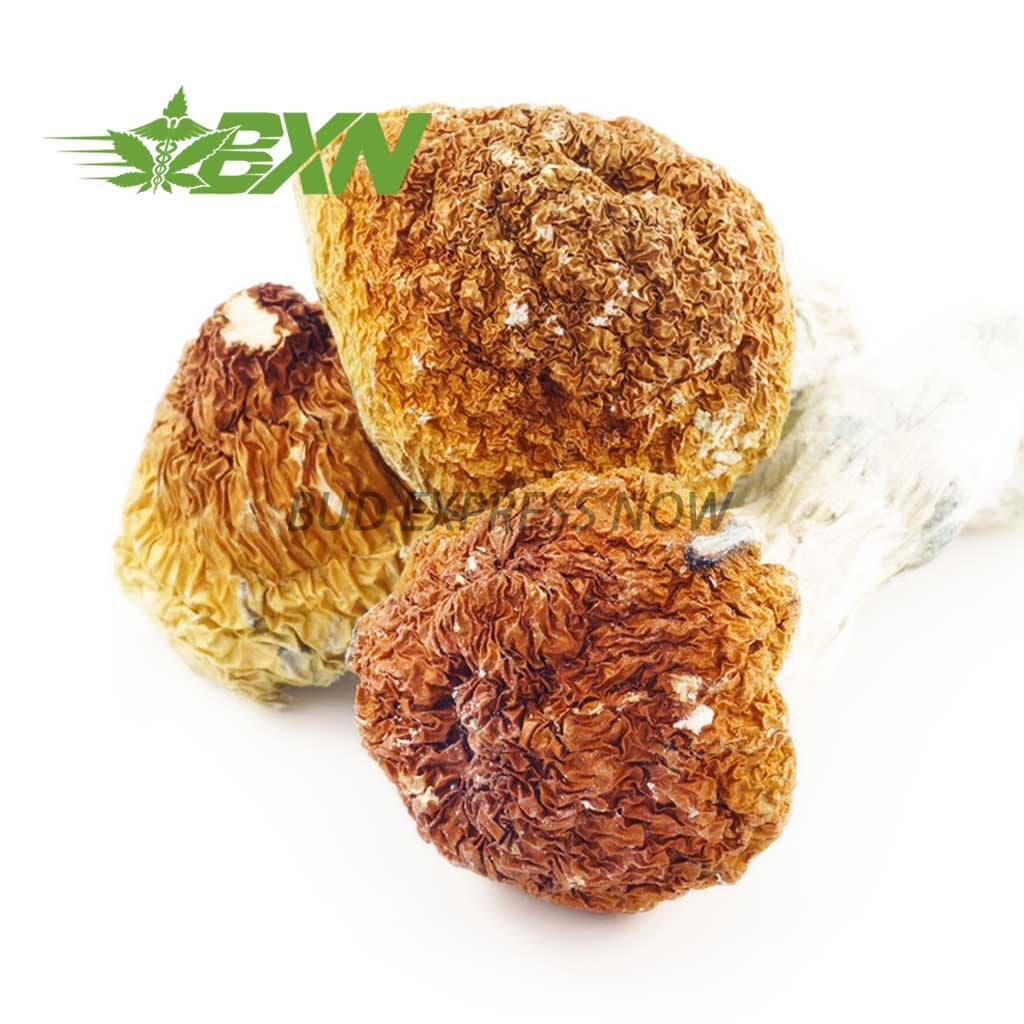 Shrooms – Treasure Coast